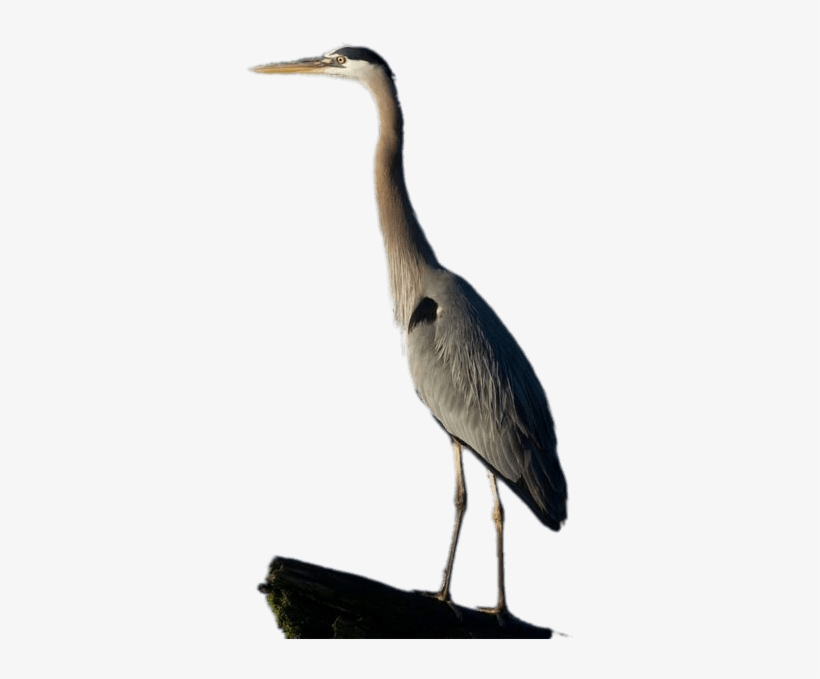 Great Blue Heron Full Size - Heron, transparent png