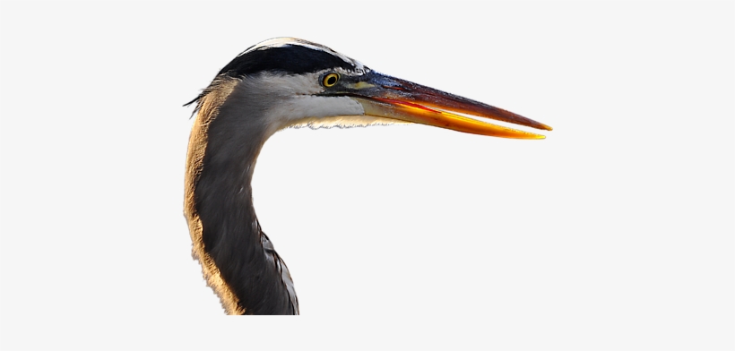 Click And Drag To Re-position The Image, If Desired - Great Blue Heron, transparent png