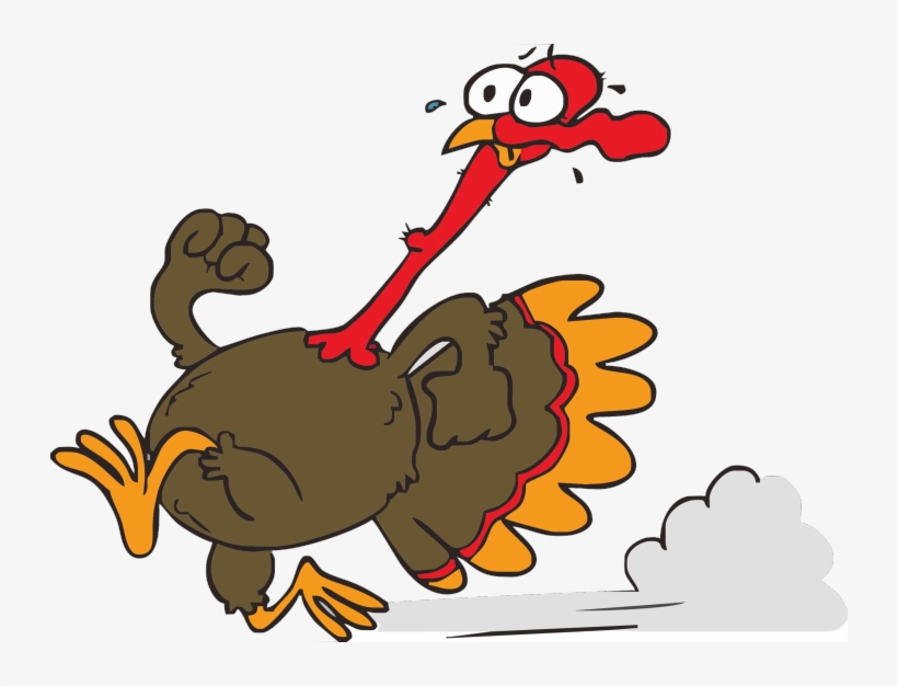 Funny Turkey Pictures - Running Turkey, transparent png