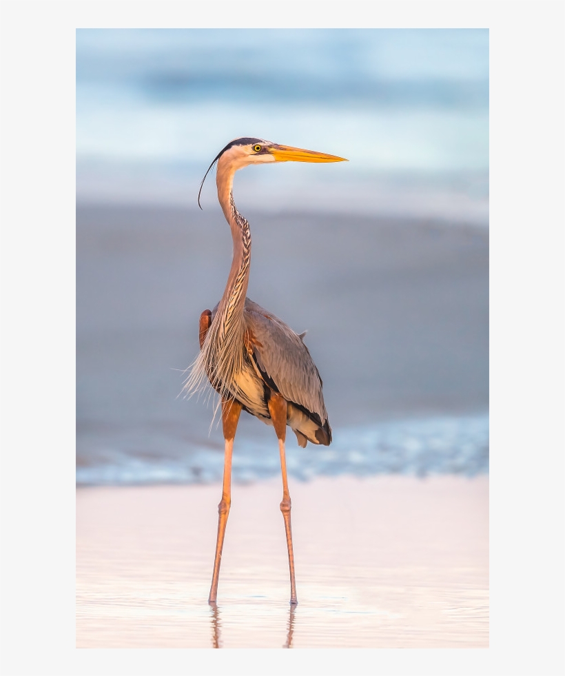 Water Bird, transparent png