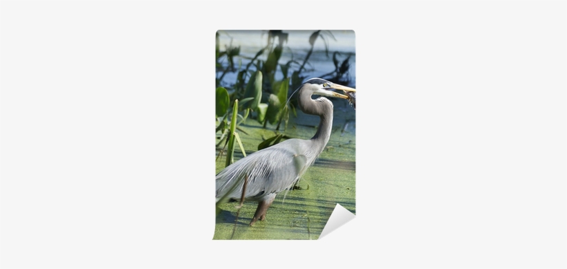 Great Blue Heron, transparent png