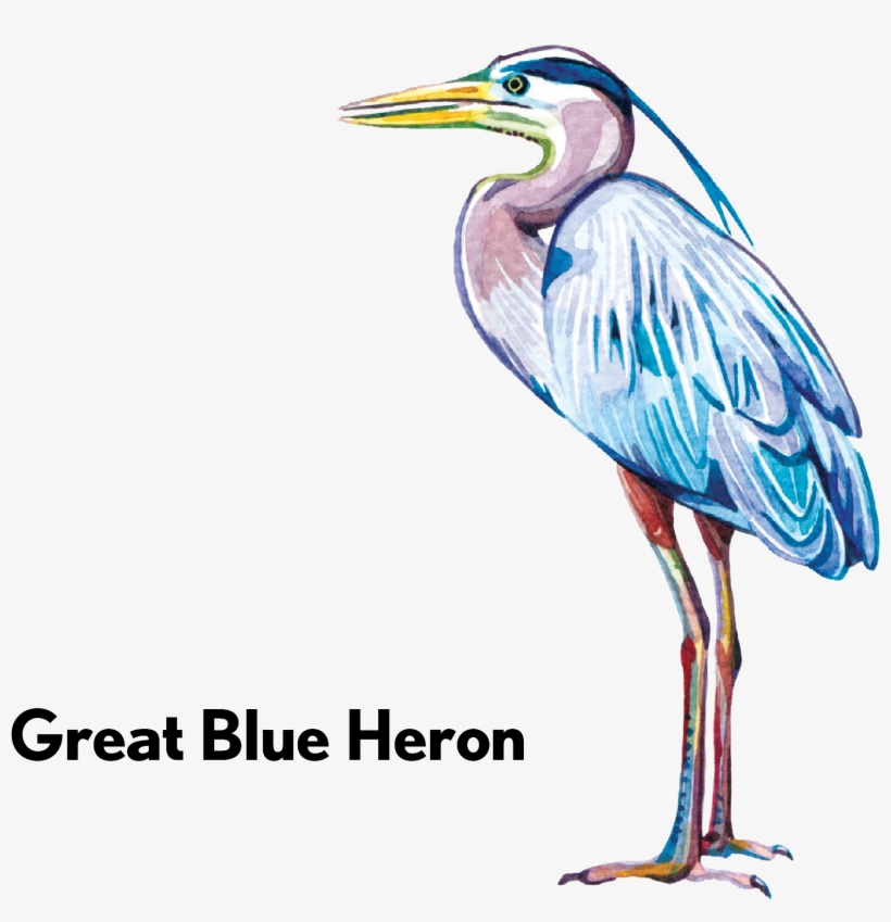 Great Blue Heron-01 - Water Bird, transparent png