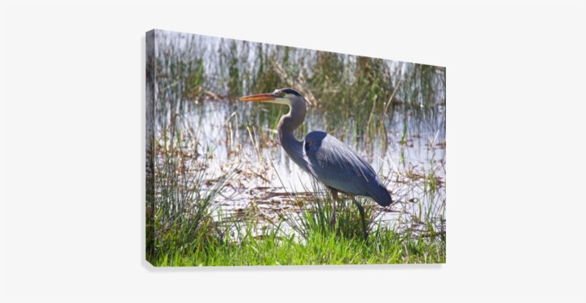 Great Blue Heron Profile Canvas Print - Artist, transparent png