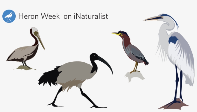 31 Jan - Water Bird, transparent png