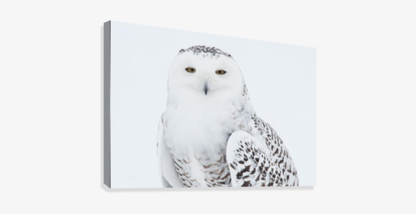 Snowy Owl Standing On Snow, Saint-barthelemy, Quebec, - Great Big Canvas Bruce Lichtenberger Poster Print Entitled, transparent png