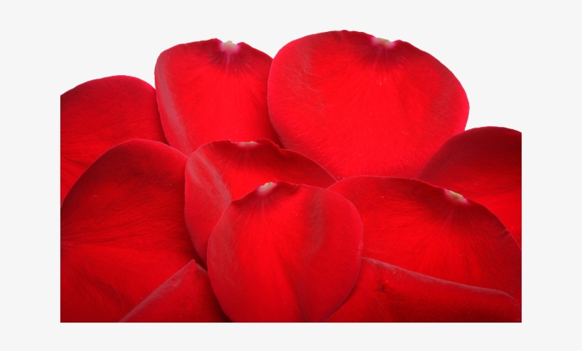 Red Flower Petals - Begonia, transparent png