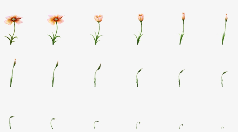 Plant, transparent png
