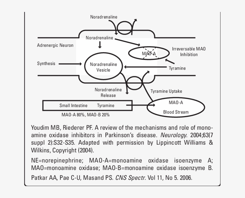 The Mechanism Of The Cheese Reaction And Ne Release - Circle, transparent png