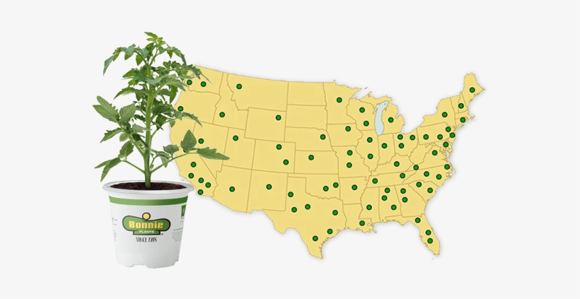 Today, Bonnie Plants Are Available In All 50 States - Bonnie Plants, transparent png