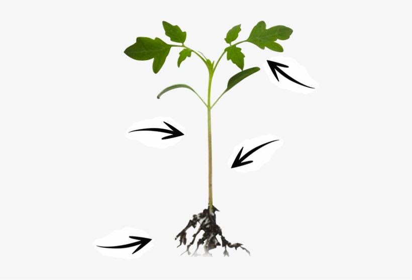 Enhance Mc Has Several Specific Functions We Can Talk - Tomato, transparent png