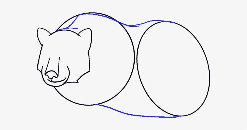 How To Draw Bear - Drawing, transparent png