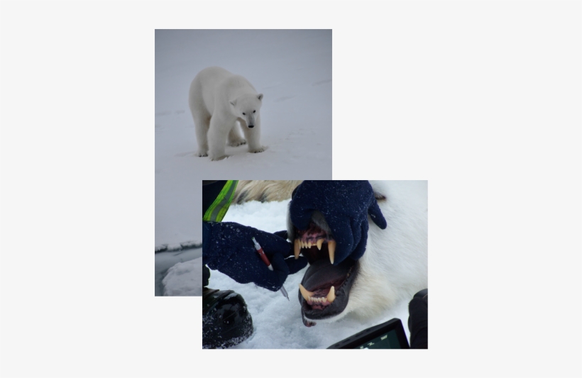 Polar Bear 1500 Lbs, transparent png