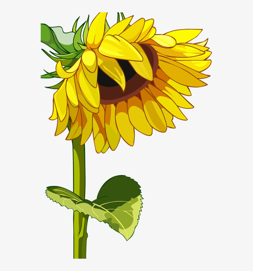 Фотки Tapias, Dibujo, Pintura, Pensamientos, Clipart - High Resolution Sunflower Vector, transparent png