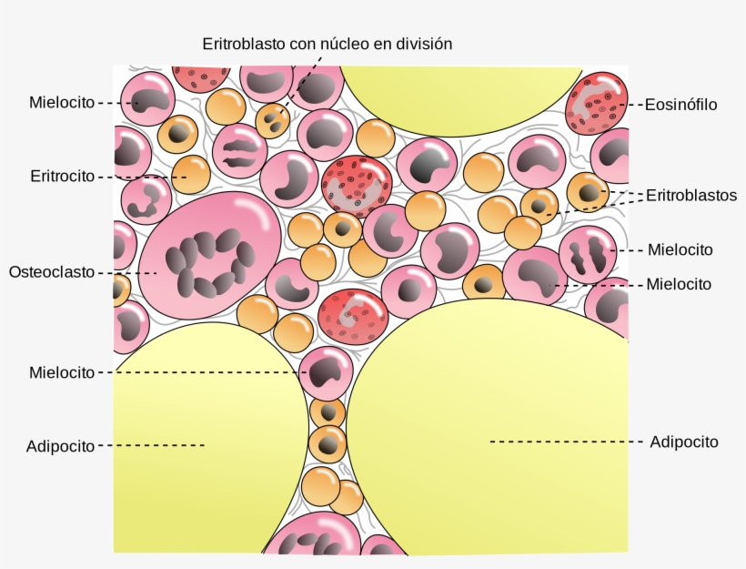 Open - Bone Marrow Components, transparent png