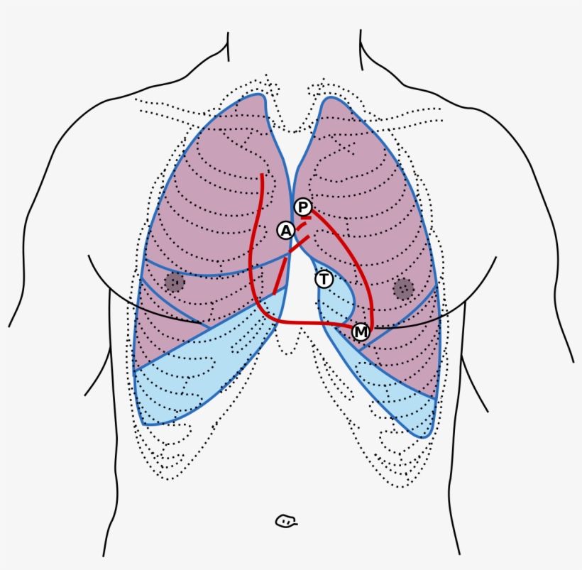 Surface Markings Of Pleura, transparent png