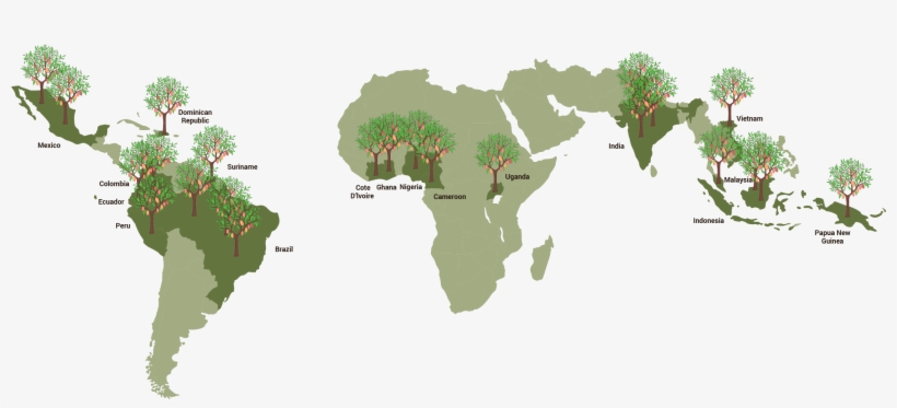 About Bean & Co - Global Distribution Of Cocoa, transparent png