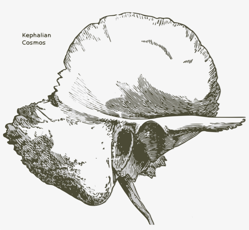 Big Image - Temporal Bone Drawing, transparent png
