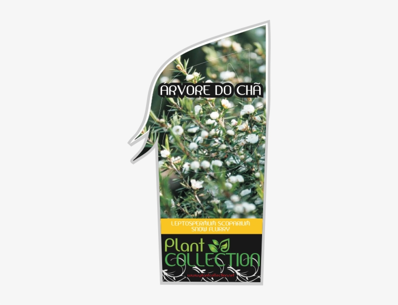 Russian Olive, transparent png