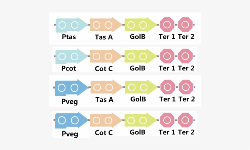 Golb2 - Portable Network Graphics, transparent png