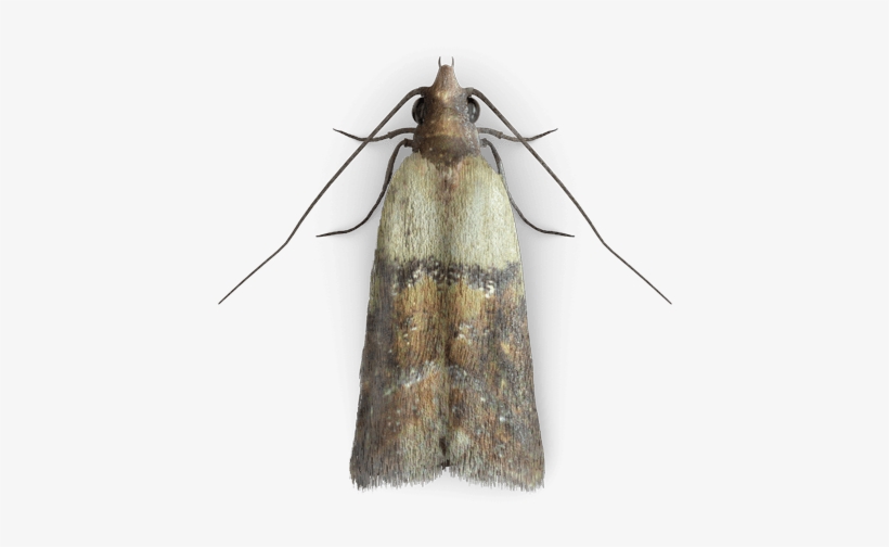 Clothing Moth Png, transparent png