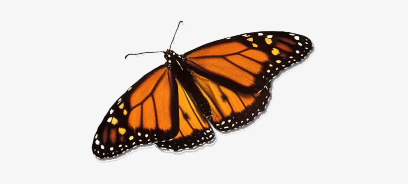 Monarch Butterfly - Real Monarch Butterfly, transparent png