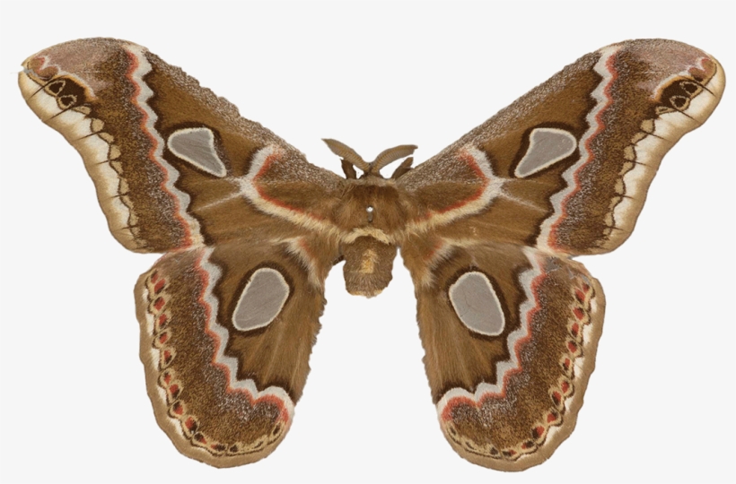 What's On The Van Silk Moth - Lepidoptera, transparent png