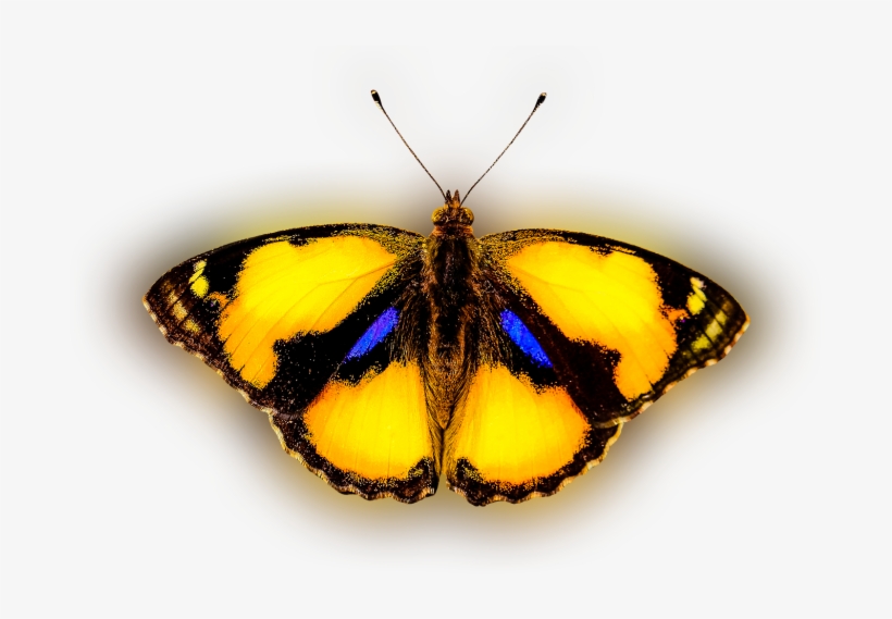 Color Palette Ideas From Butterfly Moths And Butterflies - Butterfly, transparent png