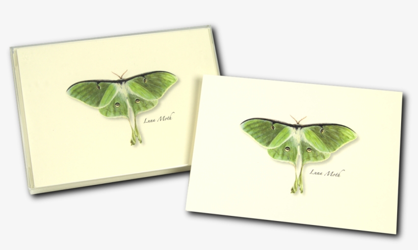 Shopping Cart -  -  - Steven M. Lewers Earth Sky Water Lewersnc120 Luna Moth, transparent png