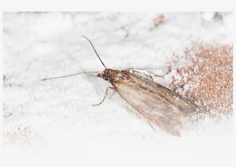 Shopping Cart - Pantry Moth, transparent png