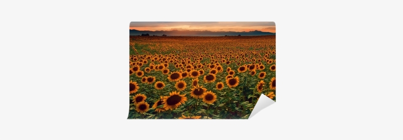 Sunflower Field At Sunset With The Colorado Rocky Mountains - Colorado Rocky Mountains, transparent png