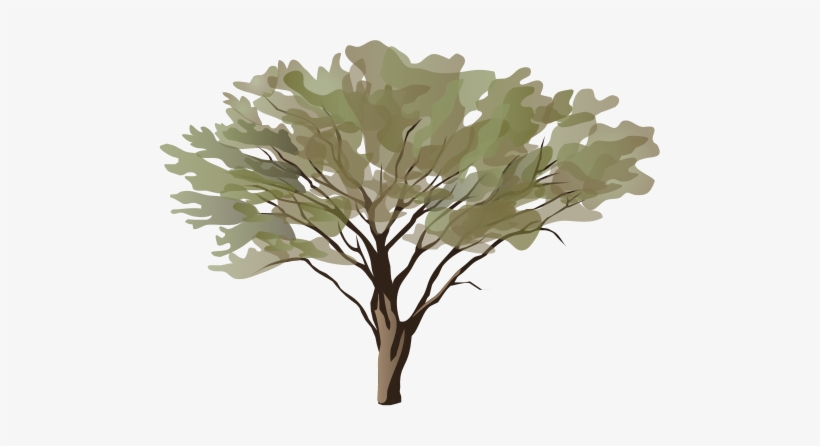 Ian Symbol Acacia Spp - Tree 5'x7'area Rug, transparent png