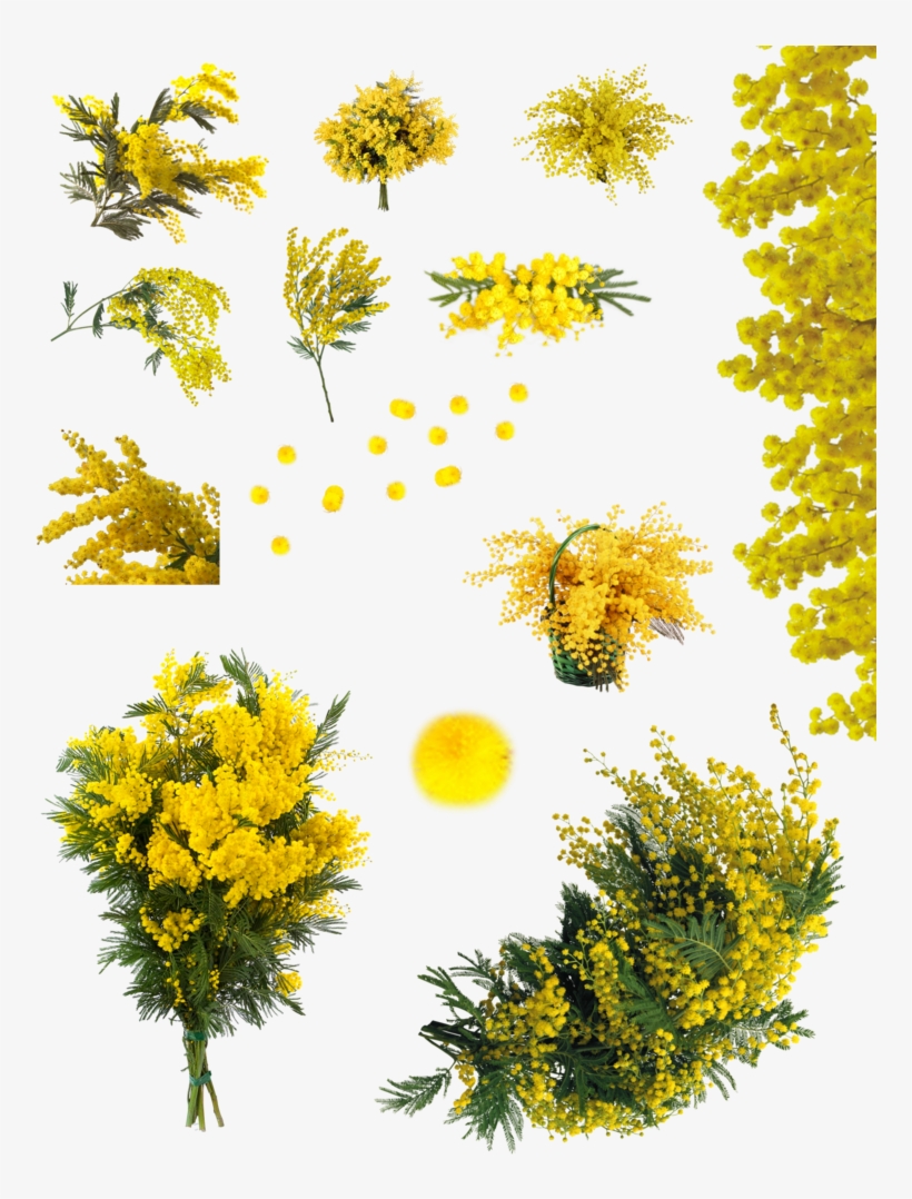 Acacia Png - Yellow Acacia Tree Png, transparent png