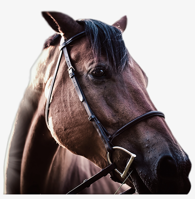 Racing Tournaments $50,000 Won Weekly Bet For Just, transparent png