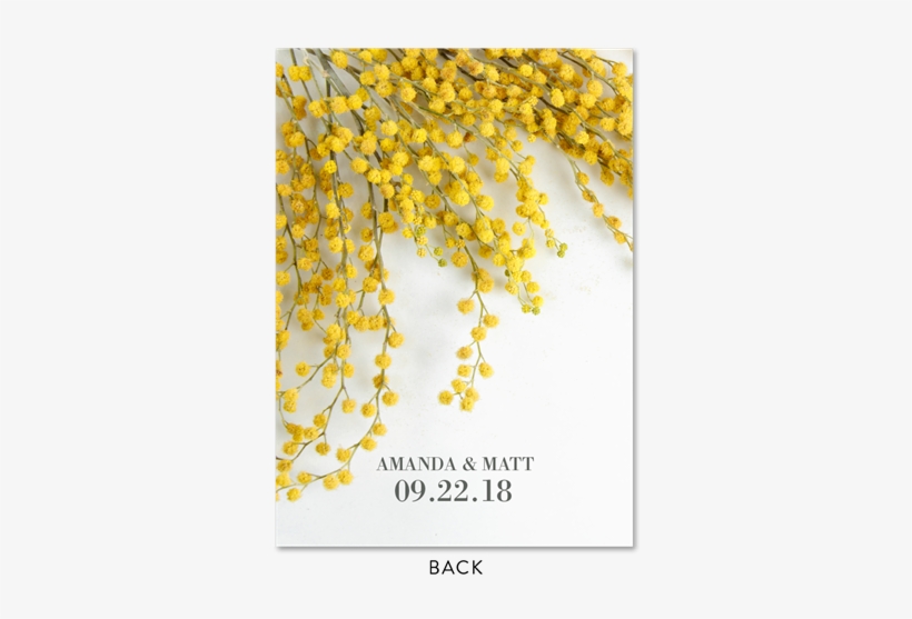 Sweet Acacia Flower Wedding Invitations With Yellow - Mimosa Invitations, transparent png