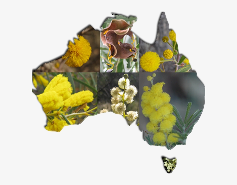 Conservation Efforts Australia, transparent png