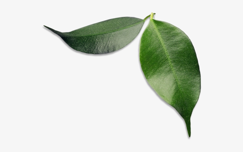 Avocado Leaves - Bay Laurel, transparent png