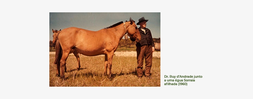 A A - I - C - S - Foi Constituída Em 1994 Por Iniciativa - Sorraia, transparent png