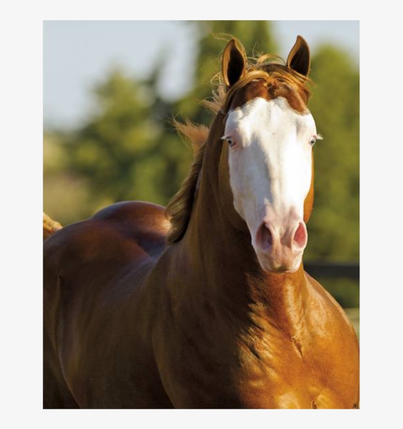 Clique Para Ver A Foto - Cavalo Gunner Boy, transparent png