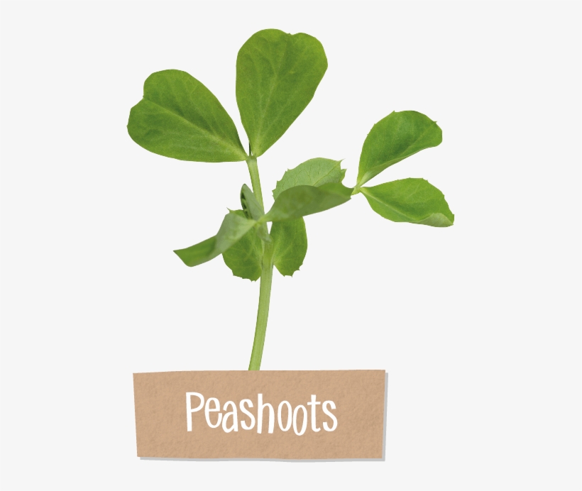 Steve Is Our Very Own 'flavour Pioneer' - Pea, transparent png