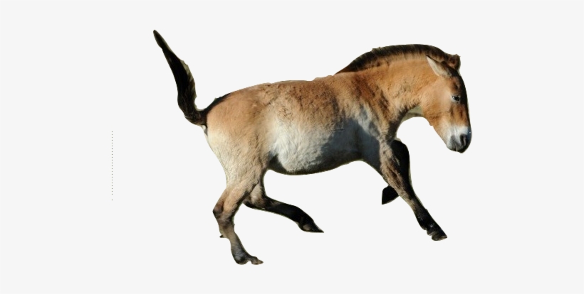 Cavalos Images Przewalski's Horse Wallpaper And Background - Horse, transparent png