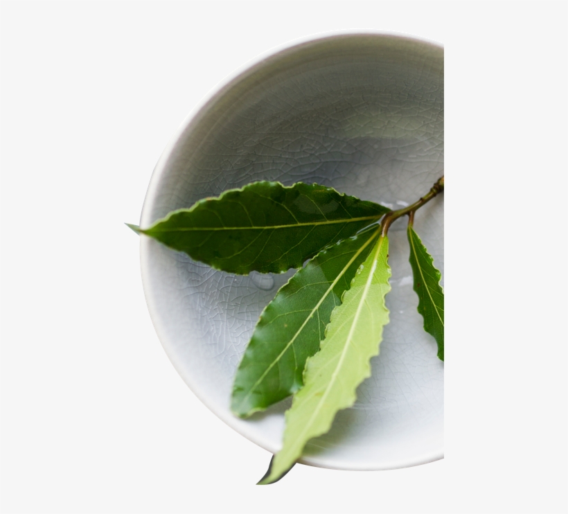 Lifestyle Changes You Can Make To Prevent Disease And - Sweet Birch, transparent png