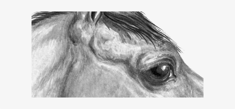 The Equine Eye - Horse, transparent png