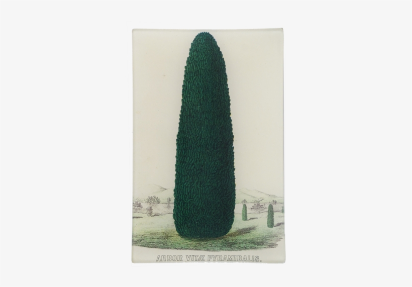 Arbor Vitae Pyramidalis - Arizona Cypress, transparent png