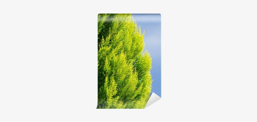 Colorful Arborvitae Evergreen Shrub Isolated Blue Wall - Arborvitae, transparent png