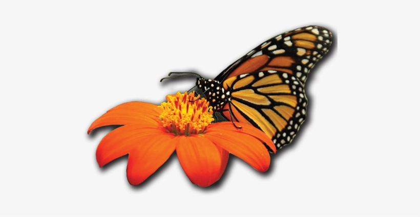 Johnson's Nursery Menomonee Falls Wholesale Plant Grower - Monarch Butterfly, transparent png