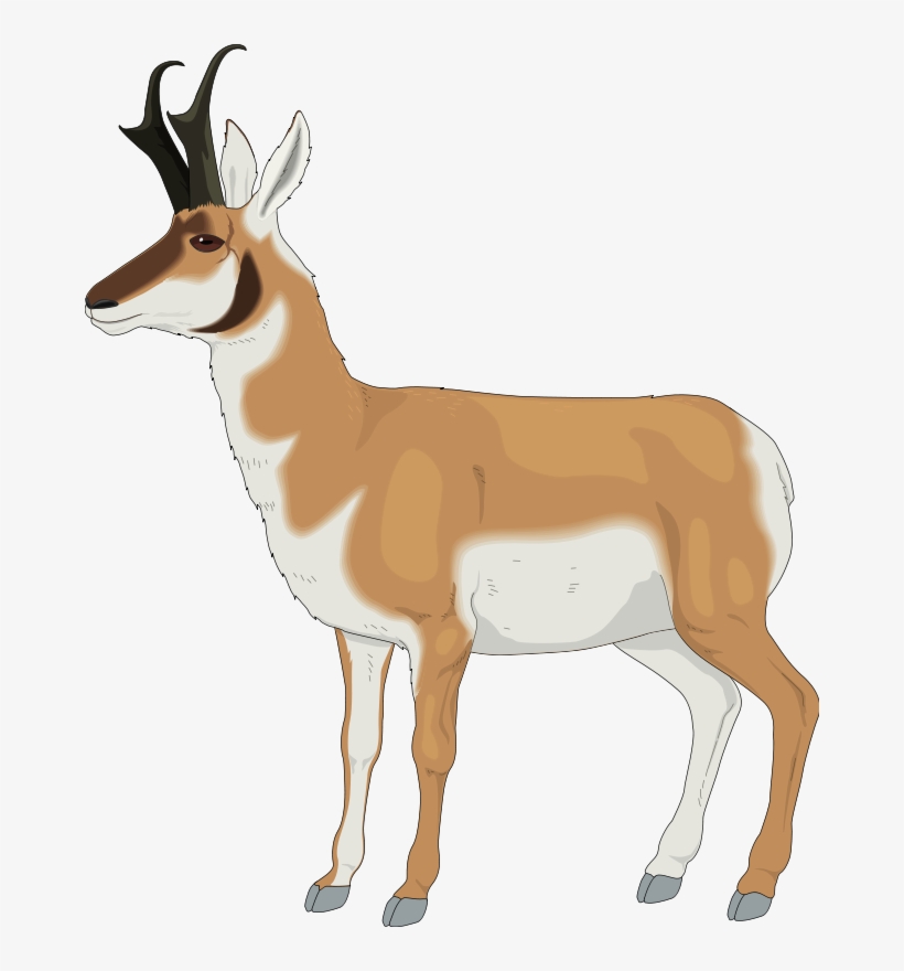 Impala Clipart Pronghorn Antelope Pronghorn Clipart 666x800 PNG