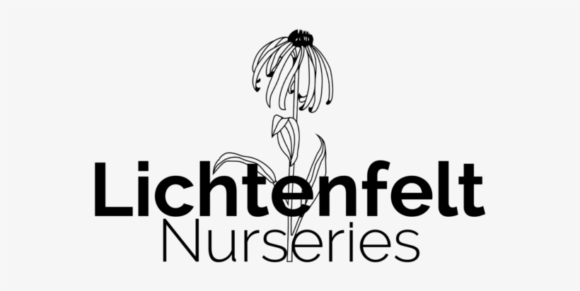 Anna's Magic Ball Arborvitae 2 Gal - Graphic Design, transparent png