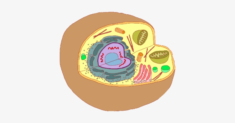 Celula Animal-537x360 - Nivel Celular Imagen Png, transparent png