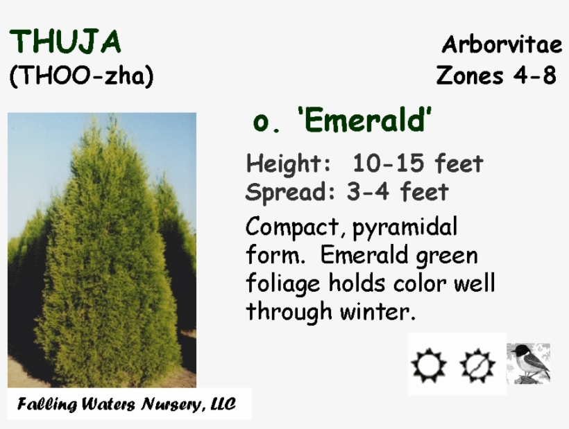 Version - - Funny Quotes, transparent png