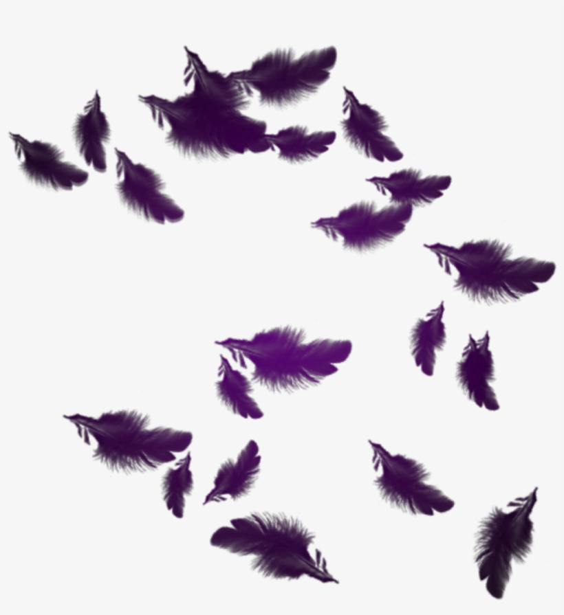 Mq Purple Feather Feathers Floating - Plumes Png, transparent png